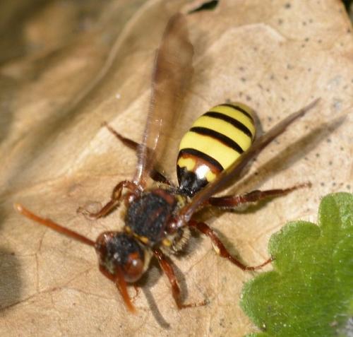 Réf. 216 474 : Nomada signata